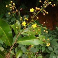 Campylospermum serratum (Gaertn.) Bittrich & M.C.E.Amaral